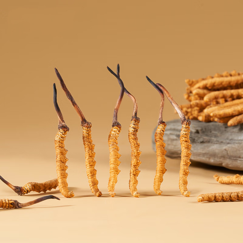 Why Wild Cordyceps Sinensis Is Considered One of Tibet's Most Treasured Natural Resources