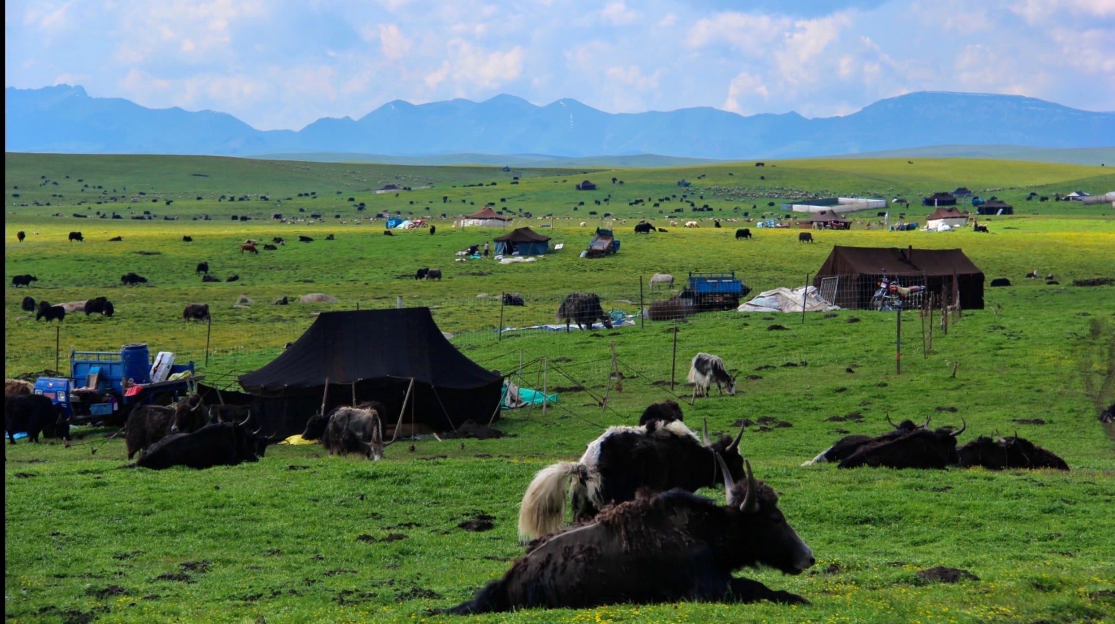 The Miracle of Life on the Tibetan Plateau: Tibetan Antelopes, Yaks, and the Ancient Wisdom of Living with Nature
