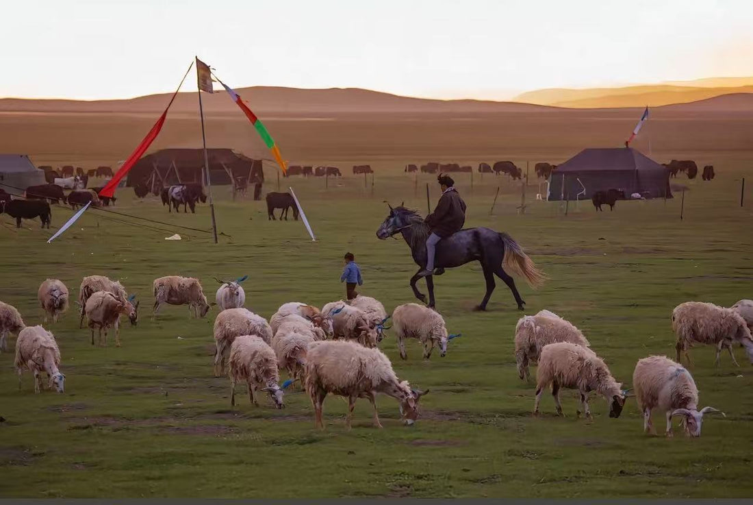 Himalayan Nomadic Civilization: The Thousand-Year Survival Lifestyle of Living by Water and Grass