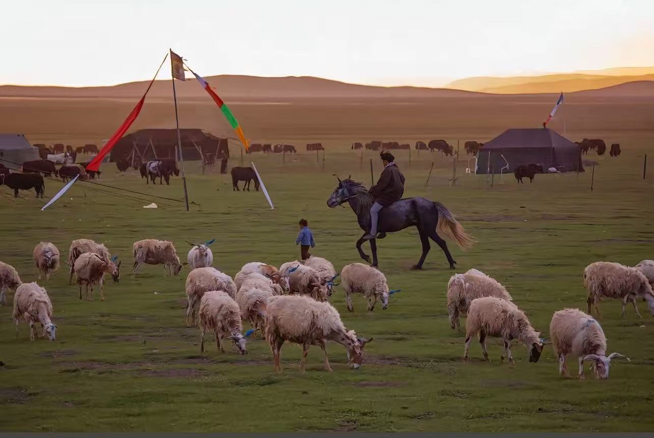 Himalayan Nomadic Civilization: The Thousand-Year Survival Lifestyle of Living by Water and Grass