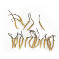 Cordyceps Sauvage Entier (30 pièces) | Séché Naturellement du Plateau Qinghai-Tibet à 4000m, Origine Tibétaine