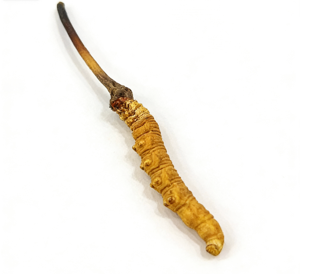 Premium Large Whole Wild Cordyceps Sinensis, 150 Pieces, Gift Box Packed | Tibetan Natural Dried Cordyceps from 4000m Altitude Qinghai-Tibet Plateau