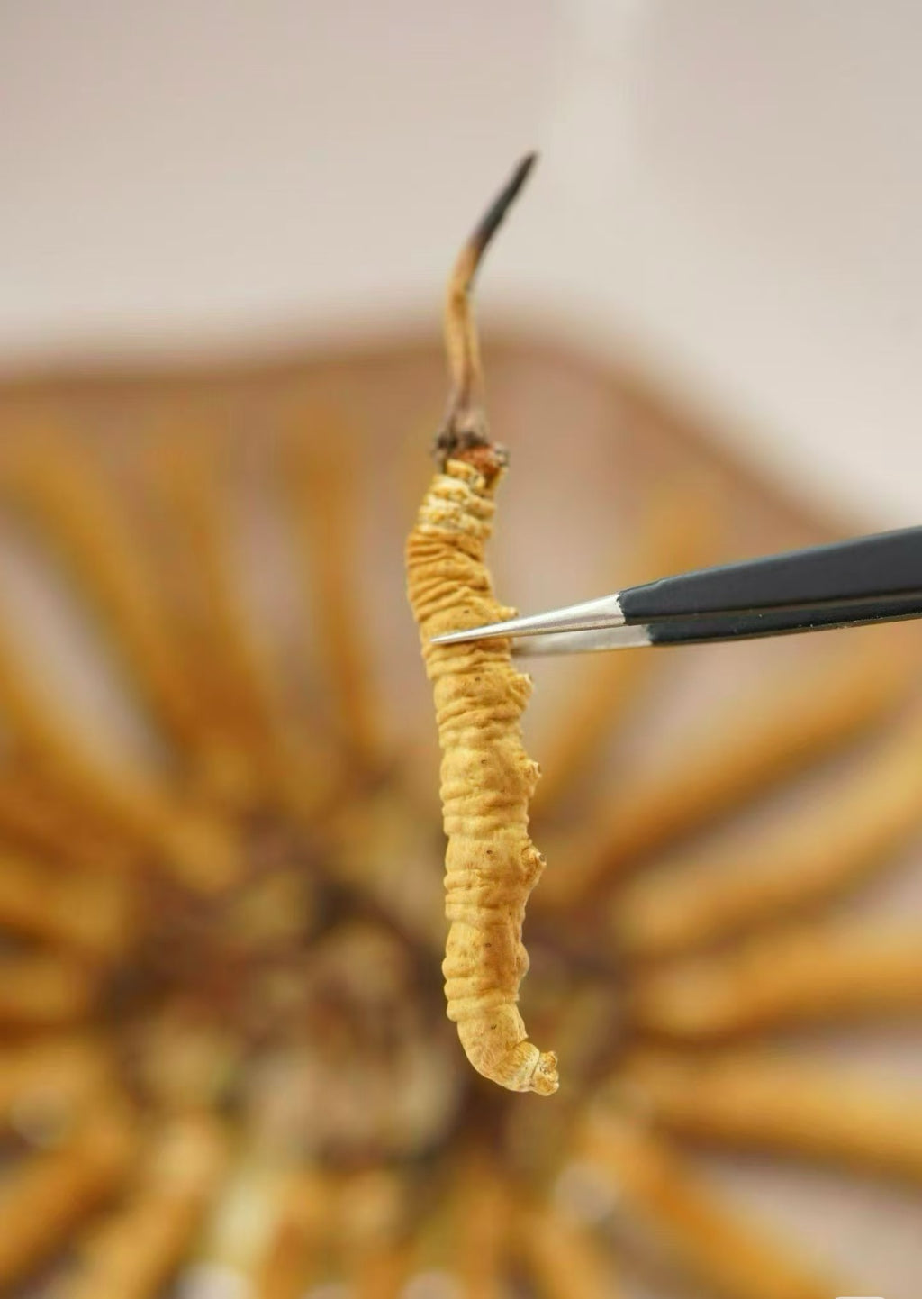 Premium Large Whole Wild Cordyceps Sinensis, 150 Pieces, Gift Box Packed | Tibetan Natural Dried Cordyceps from 4000m Altitude Qinghai-Tibet Plateau
