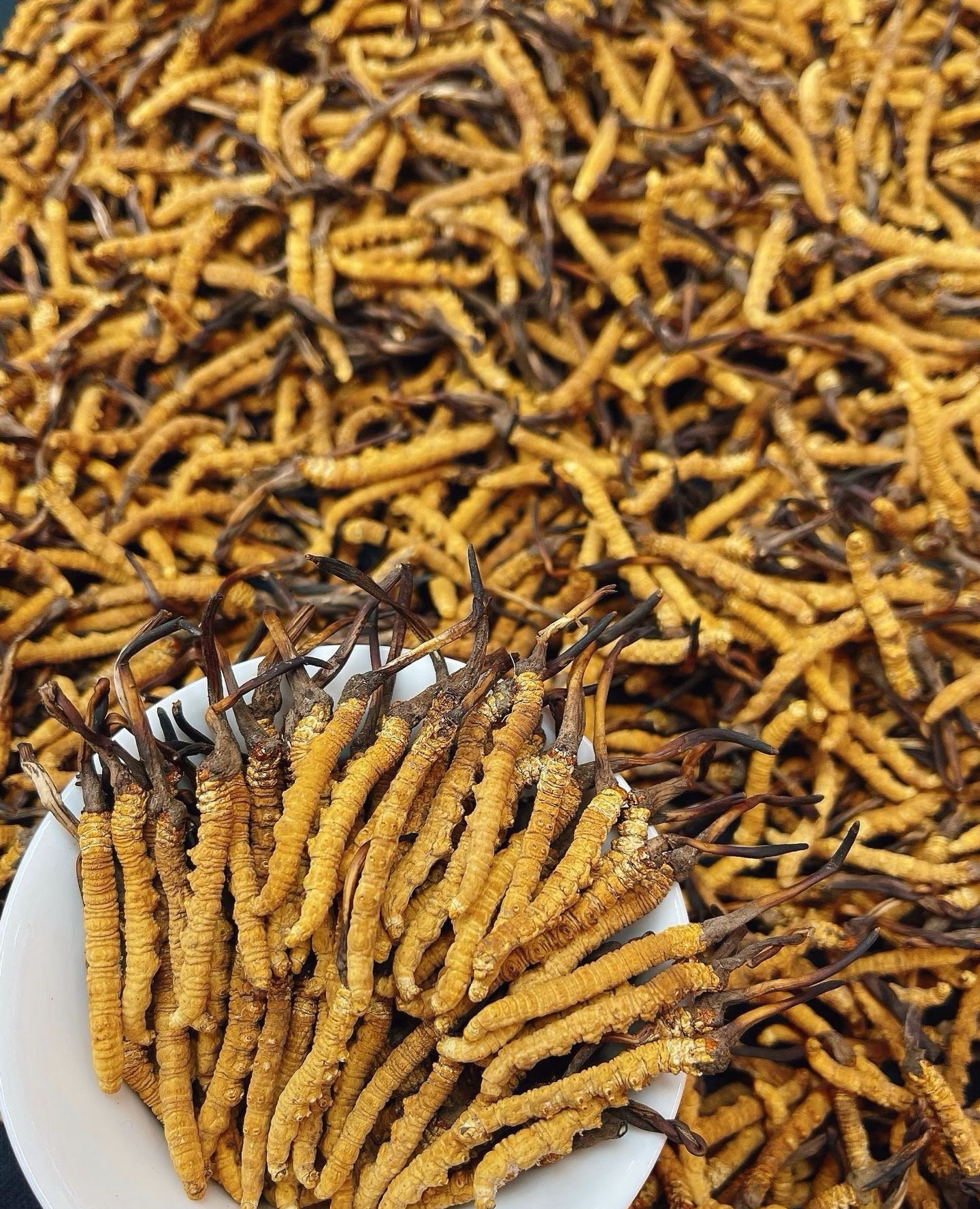 Premium Large Whole Wild Cordyceps Sinensis, 150 Pieces, Gift Box Packed | Tibetan Natural Dried Cordyceps from 4000m Altitude Qinghai-Tibet Plateau